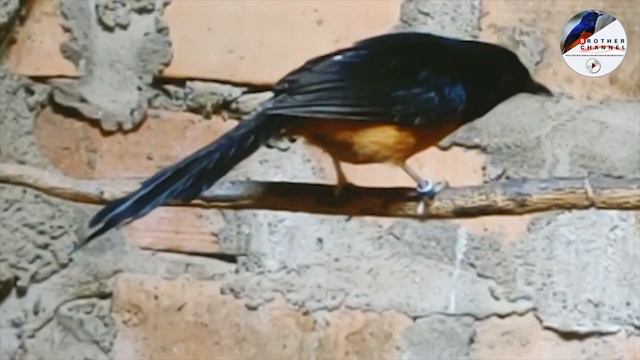 6 CIRI-CIRI AKURAT || JARAK BERTELUR BETINA MURAI BATU SUDAH DEKAT смотреть онлайн