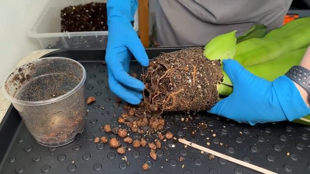 Пересадка комнатных растений и цветов » Июль 2023 смотреть онлайн