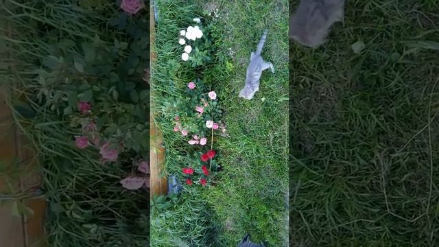 Мозжечковая атаксия у котёнка. смотреть онлайн