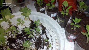 Как правильно весной разделить маточник мультифлоры?