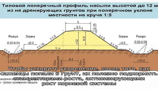 Для вас сорта колоновидной сливы смотреть онлайн