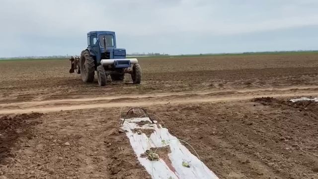 Вирощування Кавуна від посіву до збору? смотреть онлайн