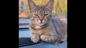 как поменять ШАРОВУЮ на ВАЗ КАЛИНА