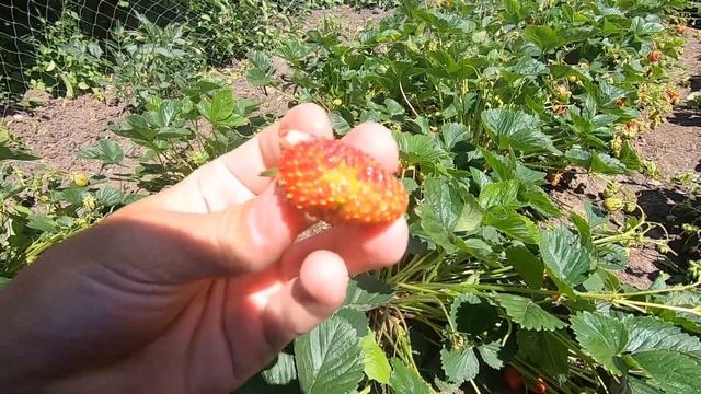 Жизнь в деревне "Танцы, покос, Сектор газа и смешные моменты!!!" №2 смотреть онлайн