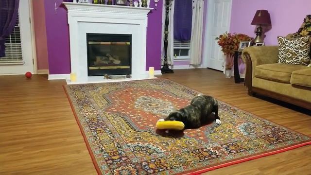 😀19/США STELLA GOT IT NEW DONATION . ДОНИРОВАЛА ДЛЯ НЕЕ . смотреть онлайн