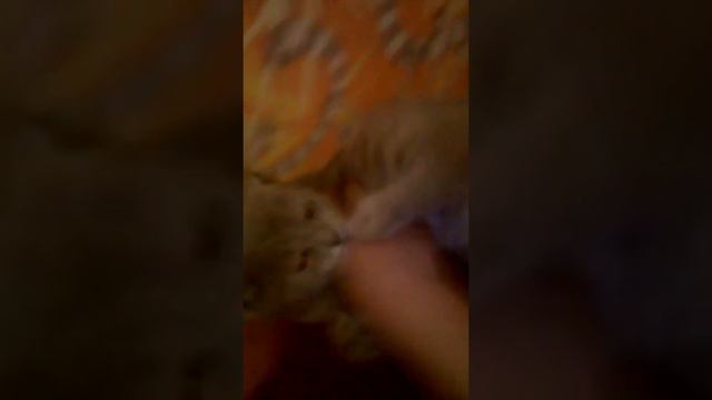 Мой кот 🐈 начал опять кусаться. смотреть онлайн