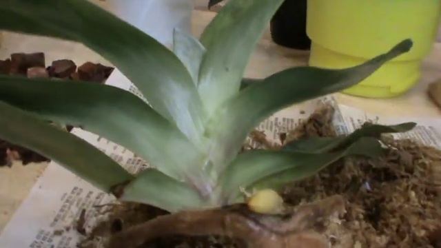 Пафиопедилумы Мауди в моей коллекции.(Paph. Maudiai) смотреть онлайн