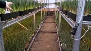 Как сделать вентиляцию в теплице? #теплица #вентиляция #веревкинхутор