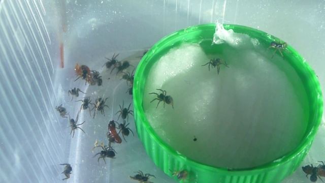 Кормежка маленьких пауков-тарантулов. Day 6. смотреть онлайн