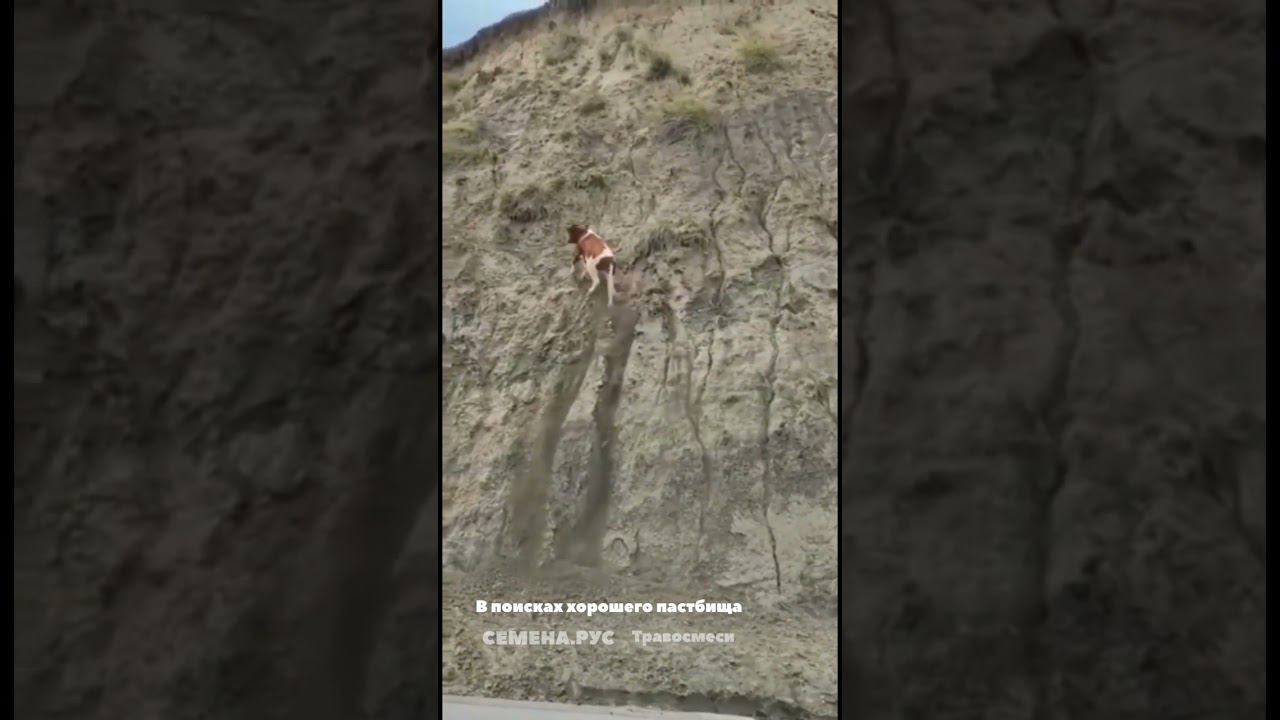 Бык пошел в гору в поисках пастбищ смотреть онлайн