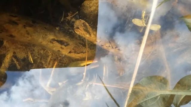 .жизнь рака в беларуси. смотреть онлайн