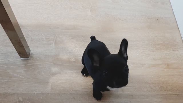 Буля разговаривает с хозяйкой смотреть онлайн