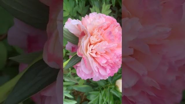 .Paeonia 'Salmon Glory' - ЮТУБ :  ПІВОНІЇ - ВСЕ ПРО НИХ