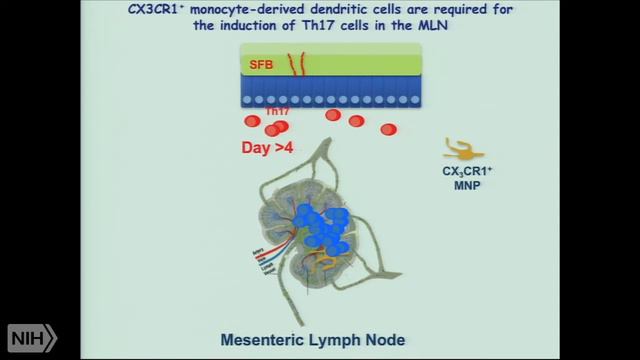 The microbiota as instructor and arbiter of immune responses in health and disease смотреть онлайн