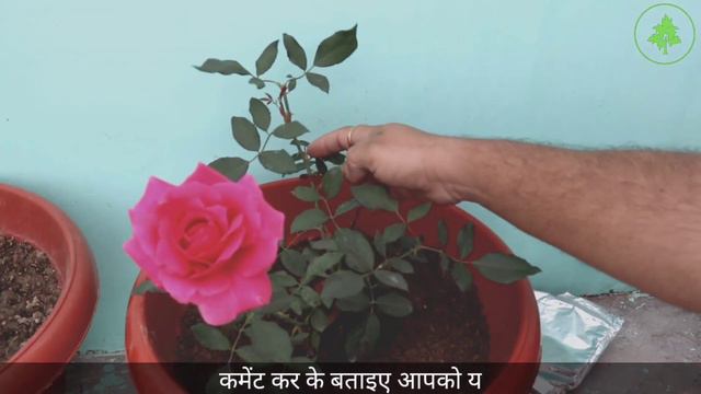 Best 6 secret tips for rose gardening || maali baba gardening || #gardening #rose #flower #gulab смотреть онлайн