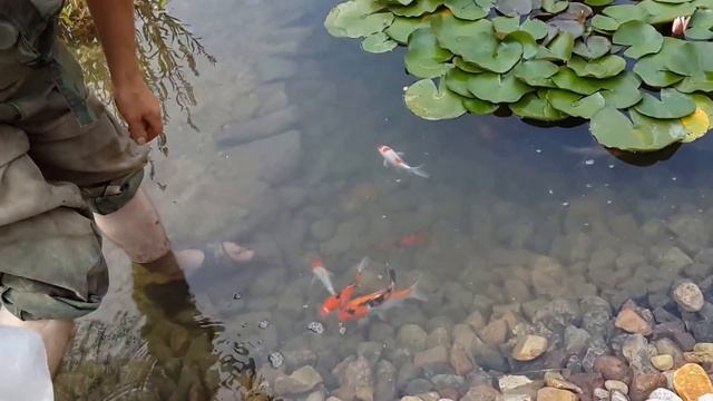 Декоративный водоем на даче. Зарыбление пруда. смотреть онлайн