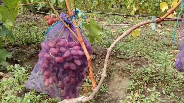 Форма винограда Медея и сорт Красава прививки на одном кусту 16 августа Виноградник Щереденковав В.