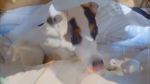 Стая. собачий язык тела смотреть онлайн