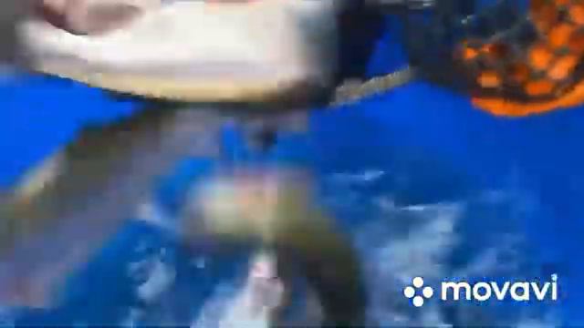 Запуск форели в Ольгово. смотреть онлайн