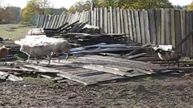 Выгон стада овец на пастбище смотреть онлайн