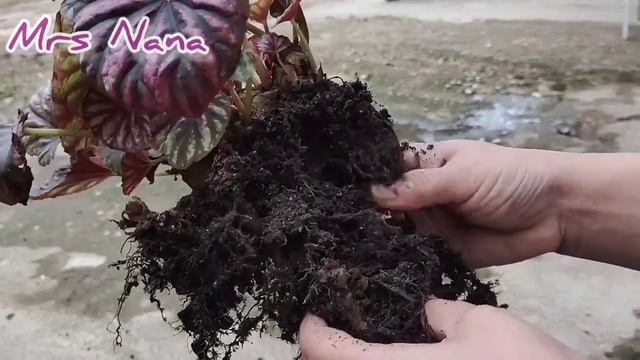 #Begonia Repotting Begonia Candy Stripes смотреть онлайн