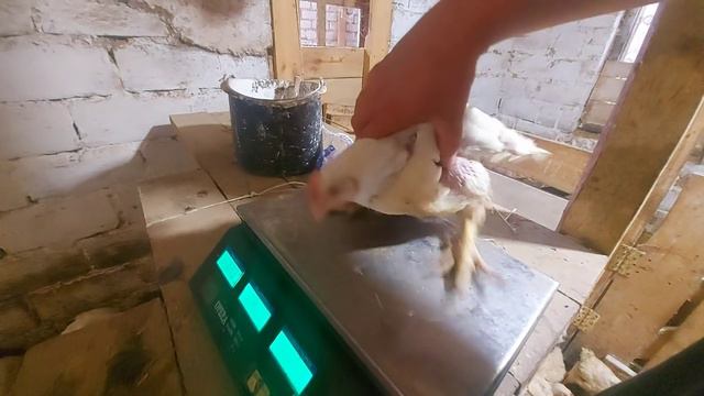 бройлеры или свиньи? смотреть онлайн