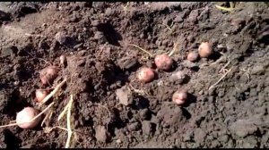 Копаем картофель лебедкой "Бумеранг"