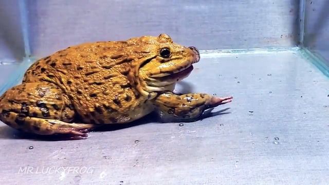 Азиатская лягушка-бык пытается съесть змею живое кормлении Bullfrog Tries Eats Big Snake Warning202