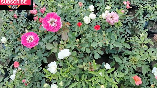Mini Rose Plants 50+ Varieties | WhatsApp- 8250221446 | First Time on Youtube | #rose #minirose смотреть онлайн