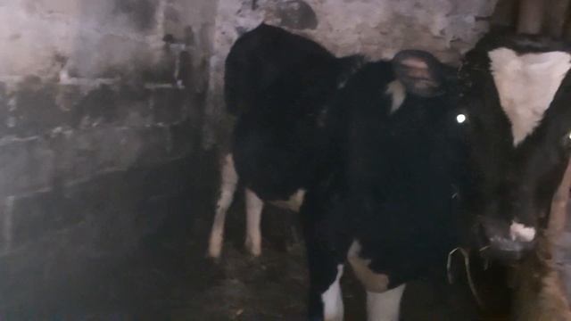 Какая норма выхода мяса от живого веса крс. смотреть онлайн