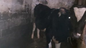 Какая норма выхода мяса от живого веса крс.