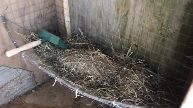 Морозы заставляют кроликов в вольере зарываться глубже в землю. Веселые кролики. Дачная Жизнь ТВ. смотреть онлайн