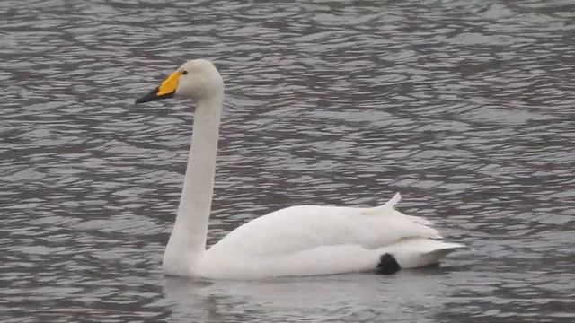 Лебедь Кликун смотреть онлайн