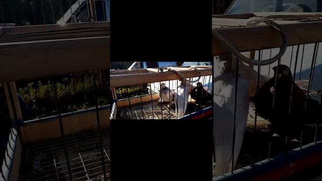 29.11.2020 Птичий рынок.г. Кропоткин Краснодарский край (2 часть) смотреть онлайн
