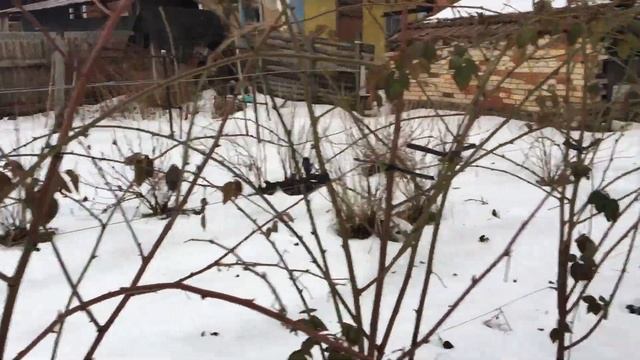 Зимовка Ежевики без укрытия.Украина смотреть онлайн