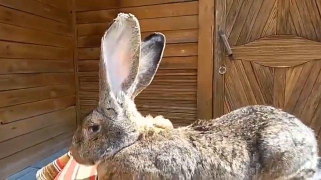 Агути, Кролики великаны, маточное поголовье смотреть онлайн
