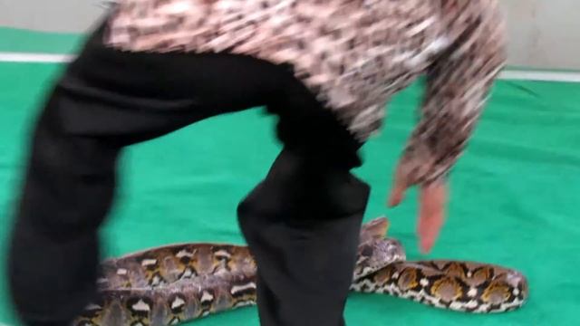 Укусила змея смотреть онлайн