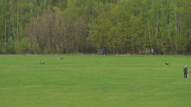 Стаффордширский бультерьер LAWSTAFF ULYSSES (к) и CHARMING GANGSTER AIN'T NO SAINT (б) смотреть онлайн