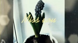 Как растёт геоцинт