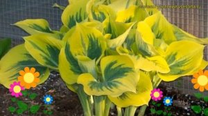Хоста гибридная Либерти. Краткий обзор, описание характеристик hosta hybrida Liberty