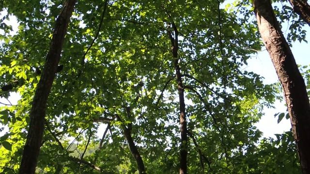 [Plitvicka jezera]波光倒影 смотреть онлайн