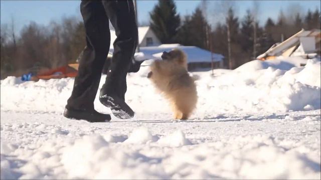 Pomeranian female Heavenly Light Opa-Opa 5 months смотреть онлайн
