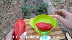 Сорт томата-Аббатиста(Abbattista paste)