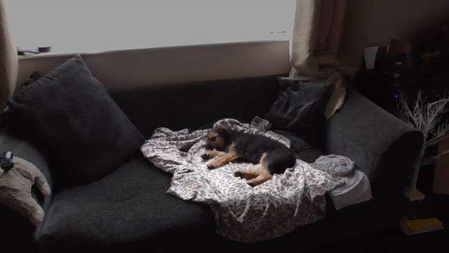Puppy in space смотреть онлайн