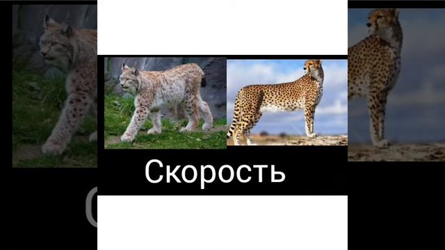Рысь против гепарда!? кто победит??