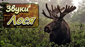 Звук Лося | Какие Звуки Издают Лоси? | Звуки Животных | Звуки Природы