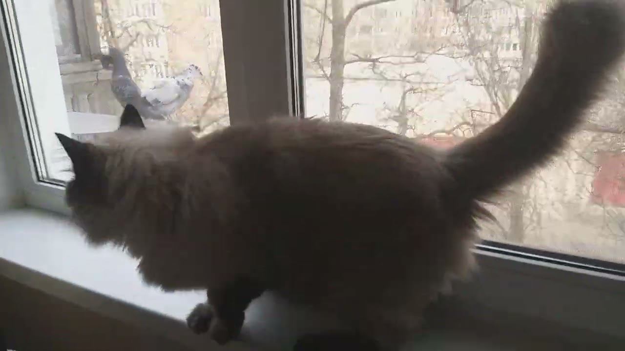 Они возвращаются