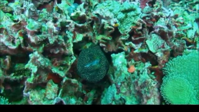 If you liked the video, subscribe to the channel..Wakatobi. Indonesia 1 Вакатоби . Индонезия 1 смотреть онлайн