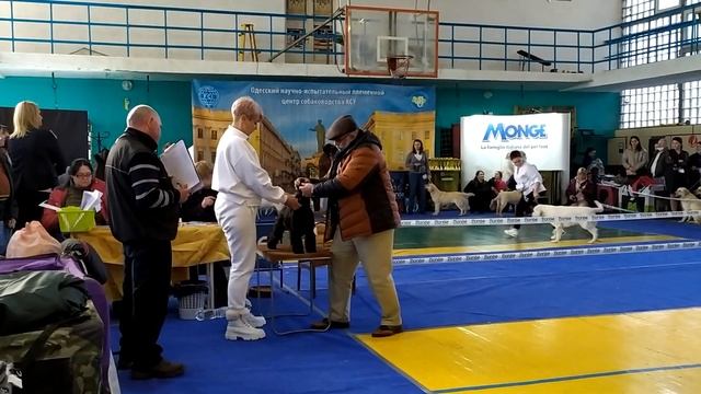 Miniature Schnauzer Black, Odessa, Ukraine 13.02.2022. Ринг Цвергшнауцер черный