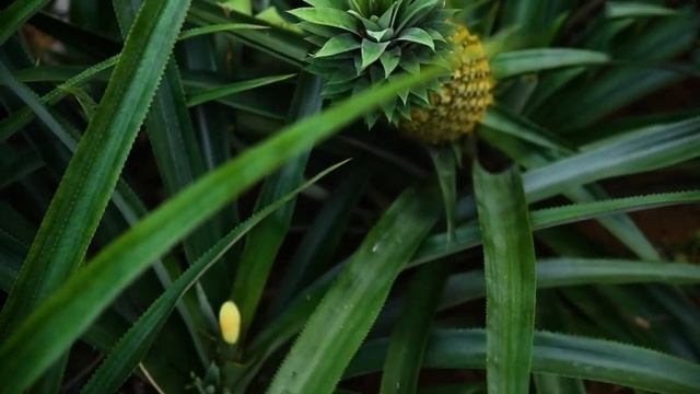 Киви, манго, ананас - где растут? Kiwi, mango, pineapple - where do they grow? смотреть онлайн
